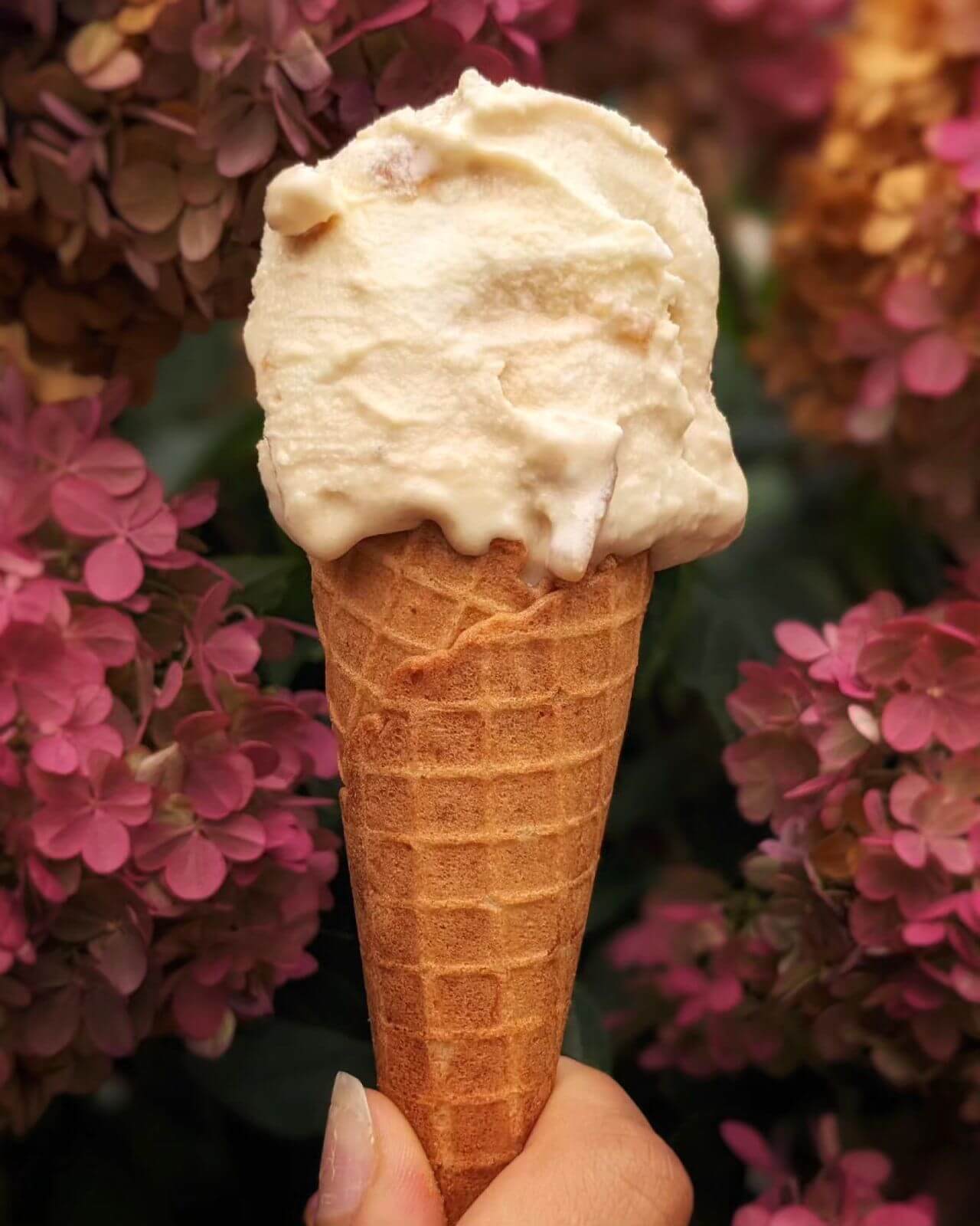 An all-natural scoop of handmade ice cream in a hand rolled cone pictured on Gina's Gelato flowery patio in Nelson BC